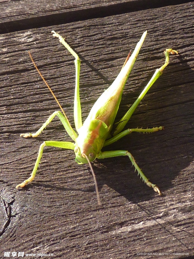 蝗虫