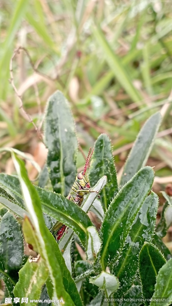 蝗虫