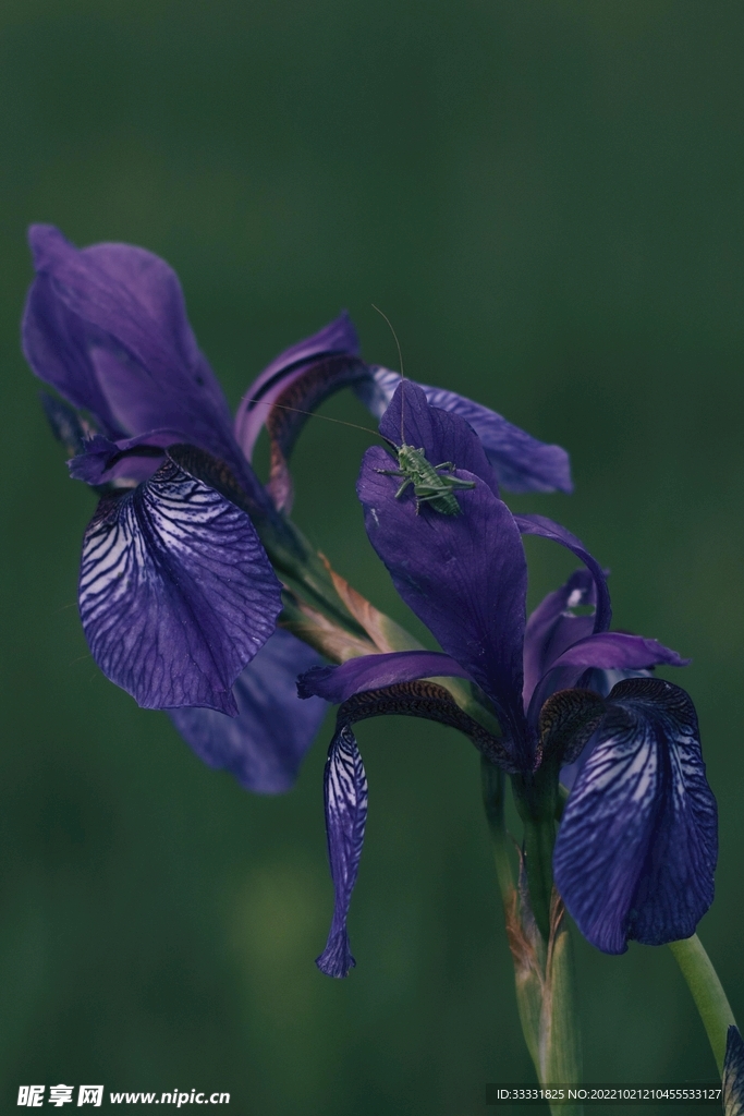 蝗虫