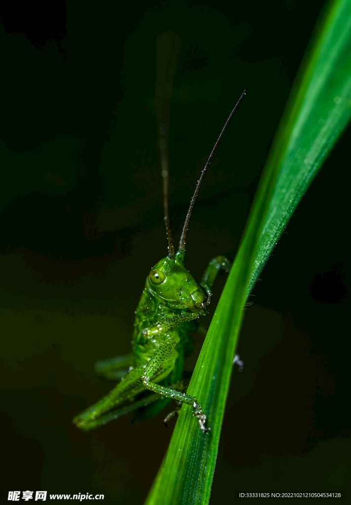 蝗虫