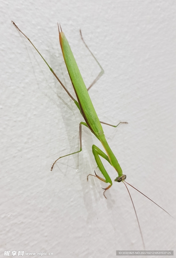 蝗虫