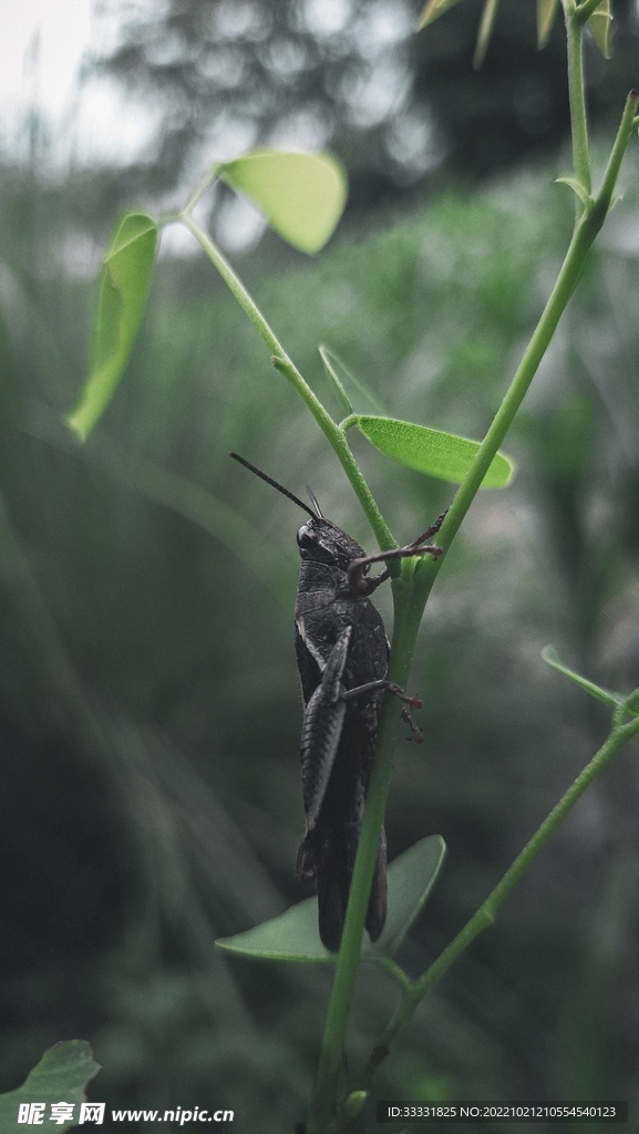 蝗虫