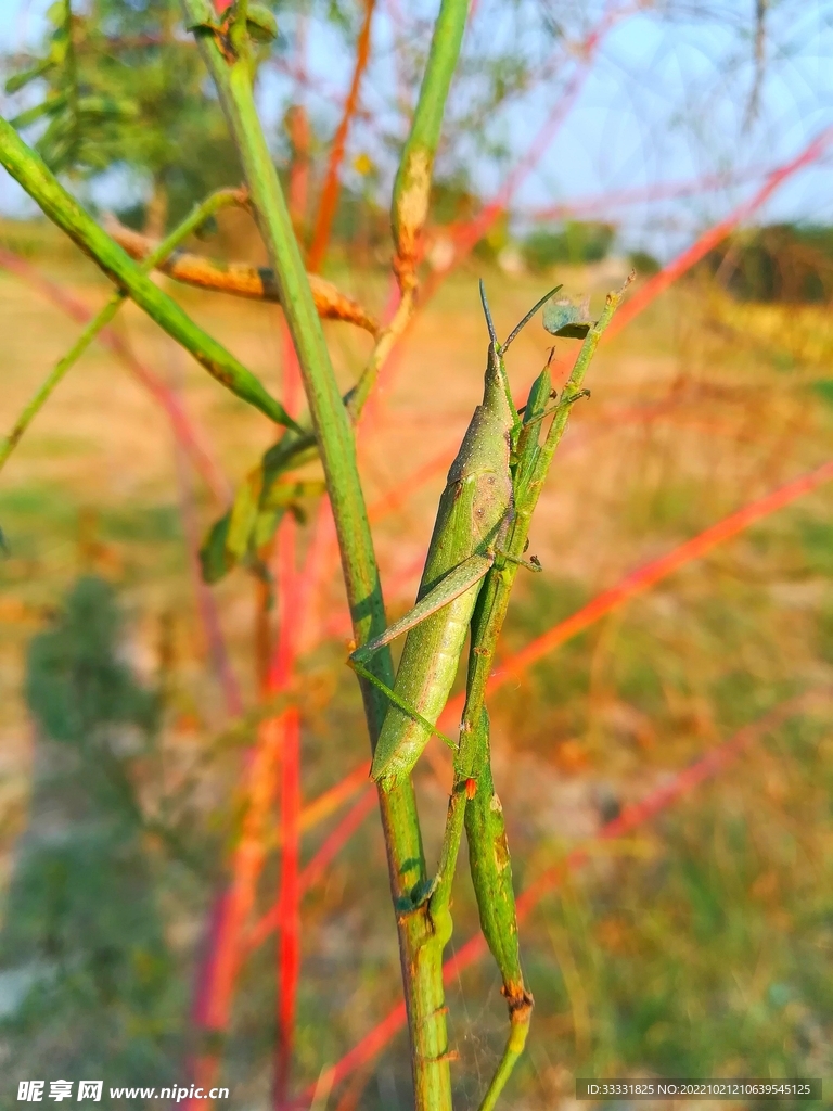 蝗虫