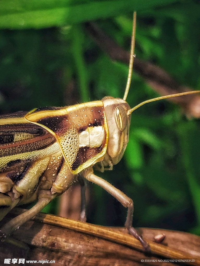 蝗虫
