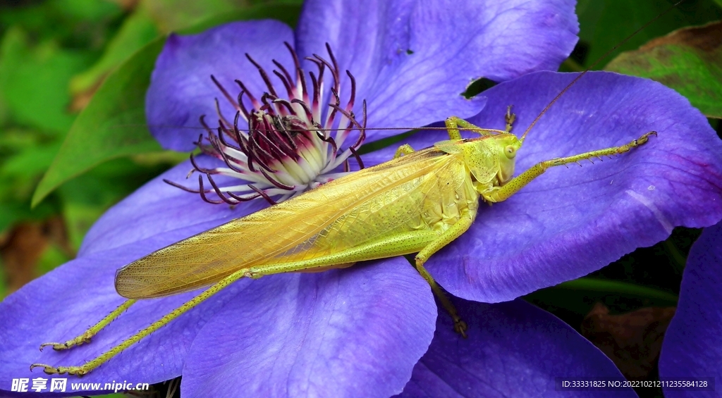 蝗虫