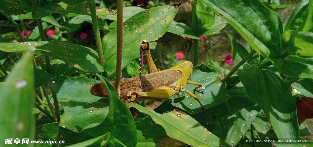 蝗虫