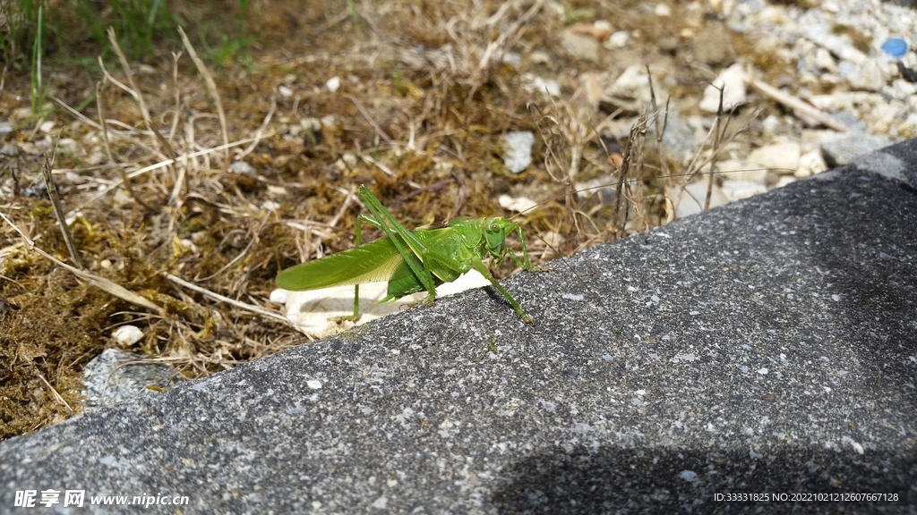 蝗虫