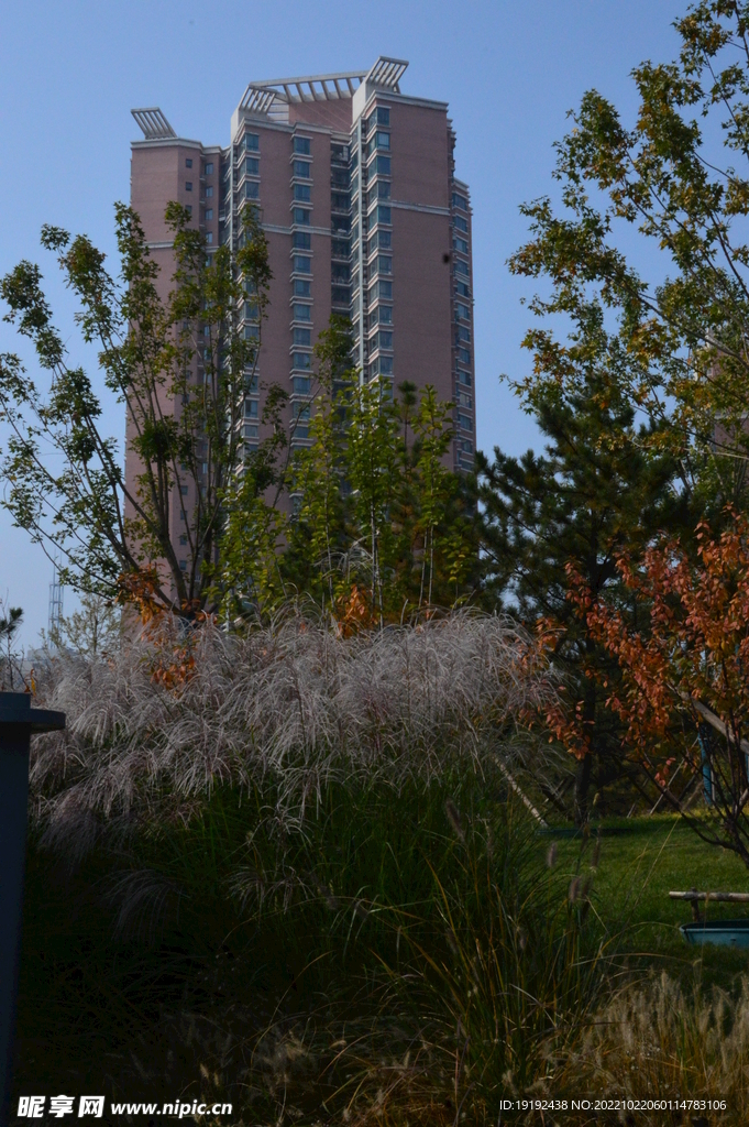 芒草风景 