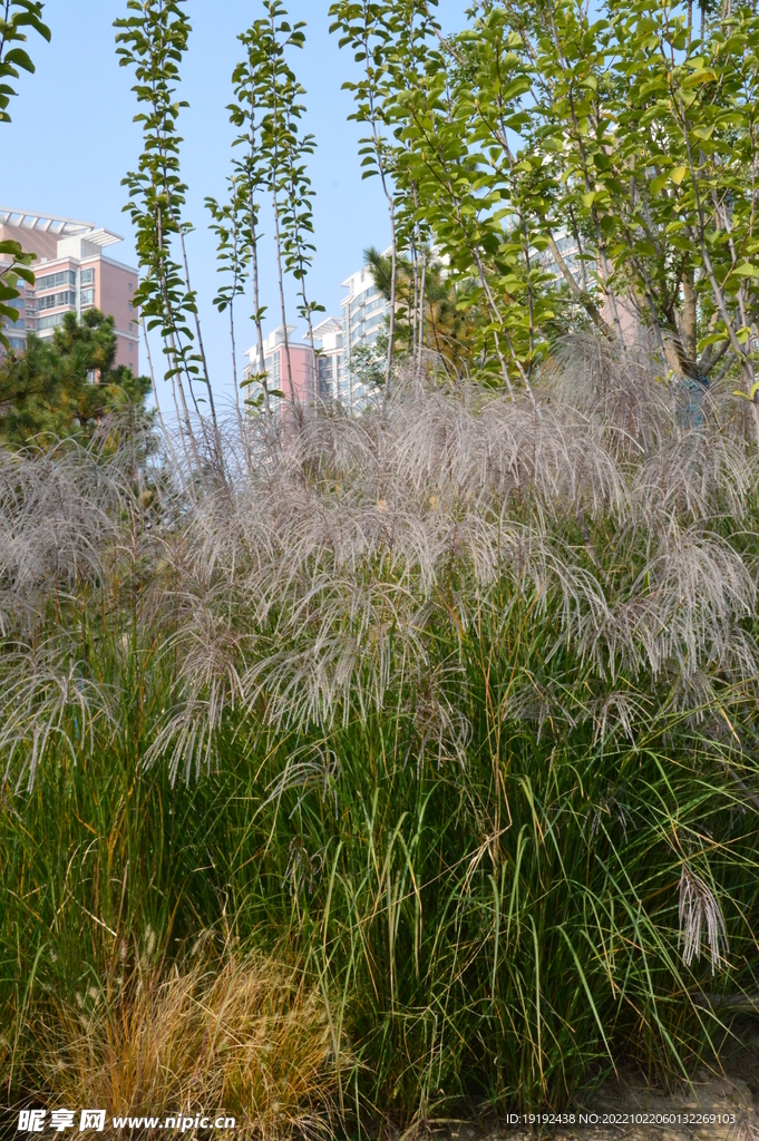 公园风景  