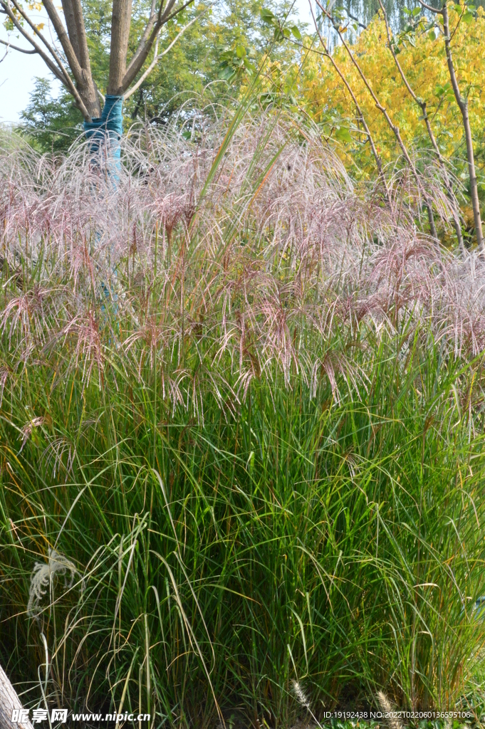 芒草风景  