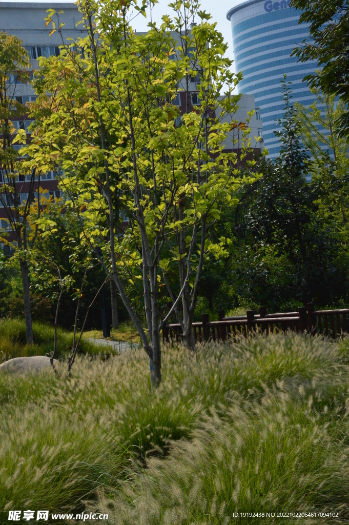 公园风景  