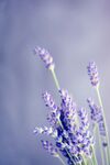 薰衣草