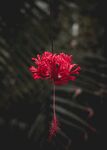 红色鲜花