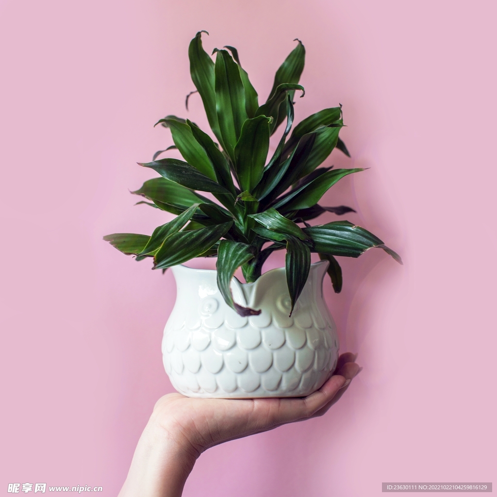 绿植盆栽