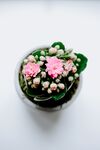 花盆