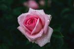月季花