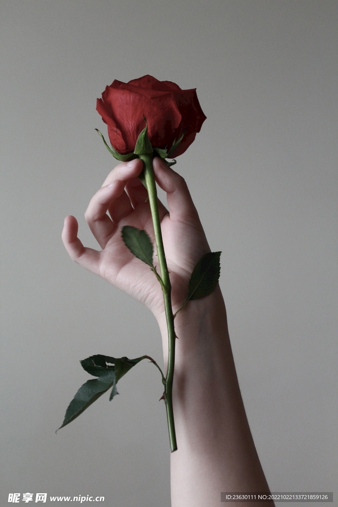 手拿玫瑰