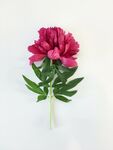 一朵牡丹