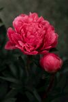 鲜花特写
