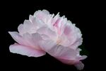 粉色鲜花
