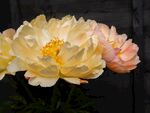 黄色鲜花