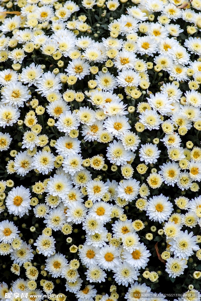 白色菊花