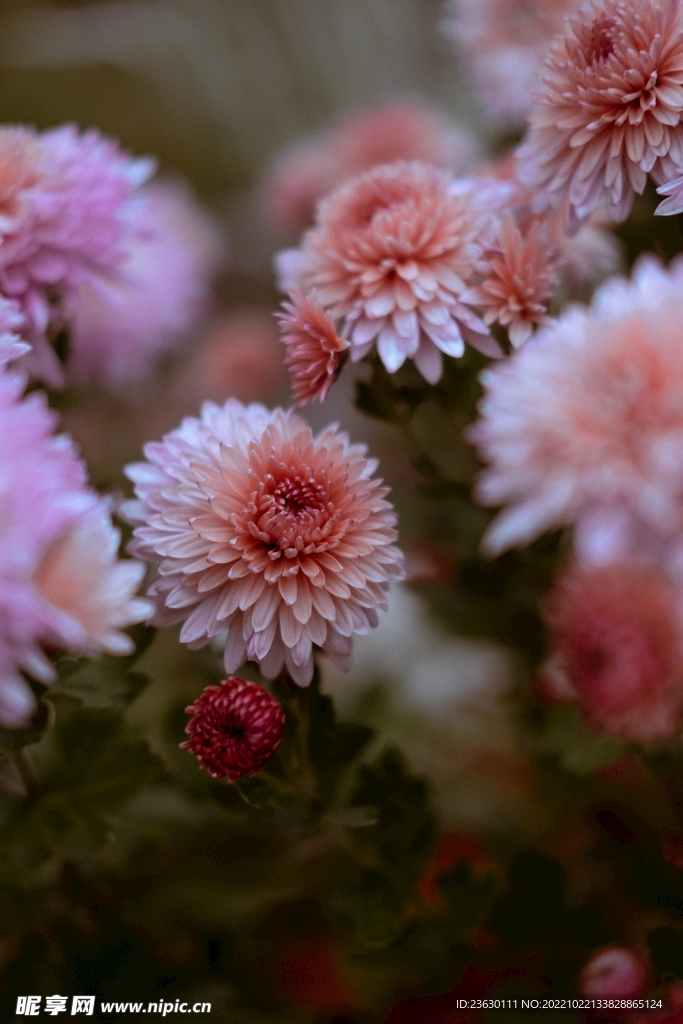 菊花