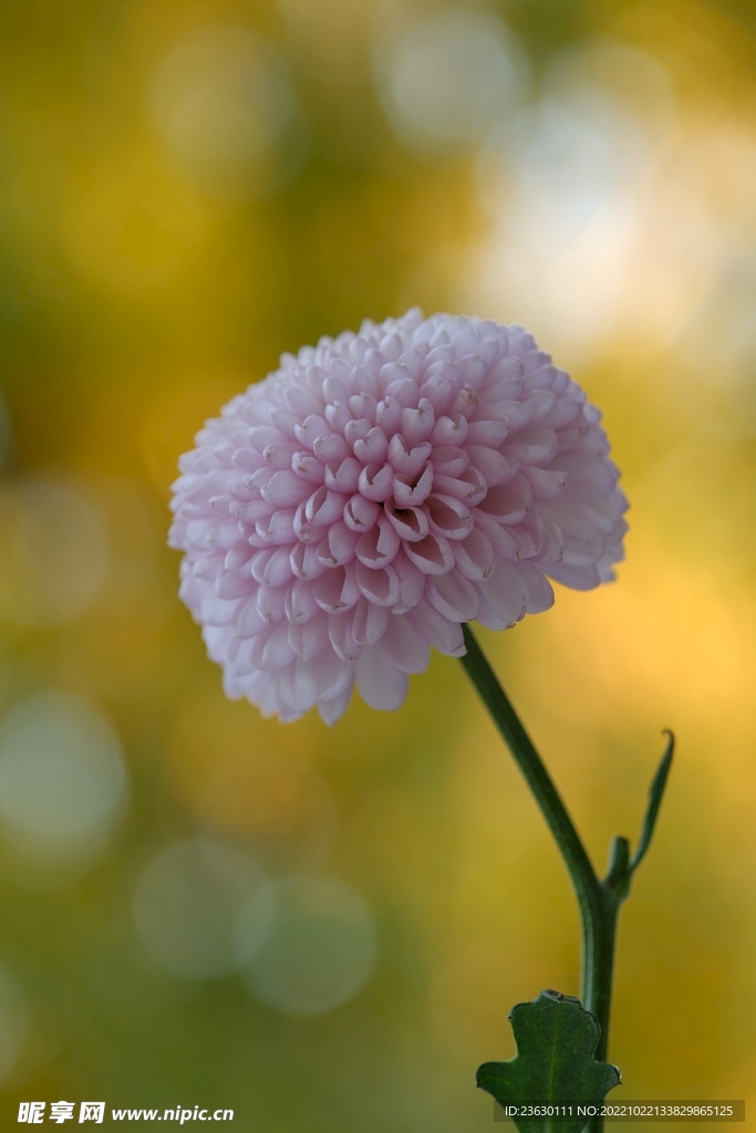 粉色菊花