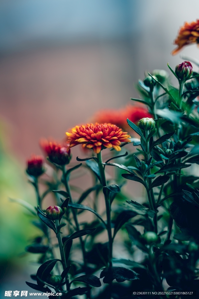 菊花