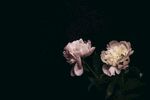 鲜花