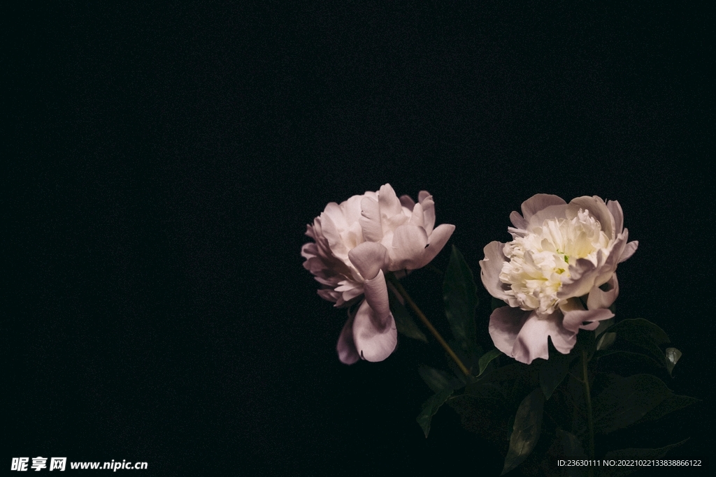 鲜花