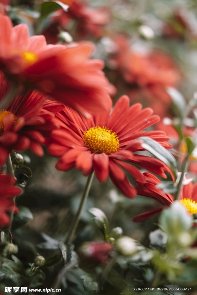 鲜花