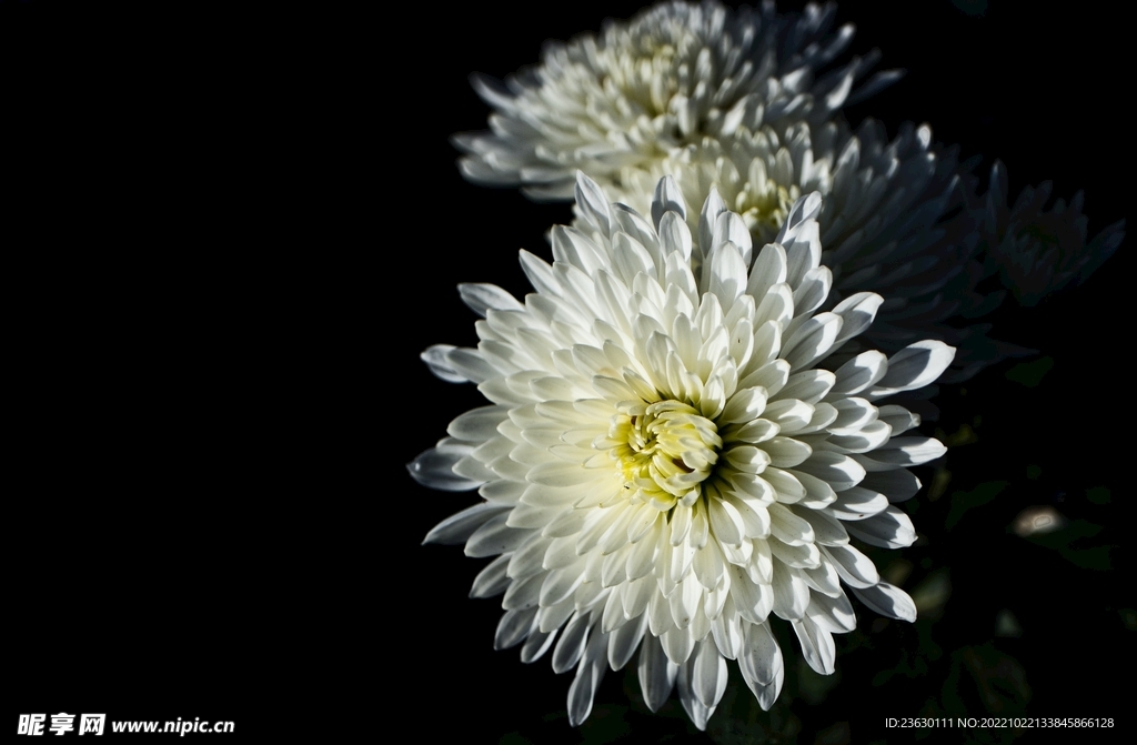 菊花