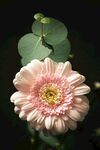 粉色的花