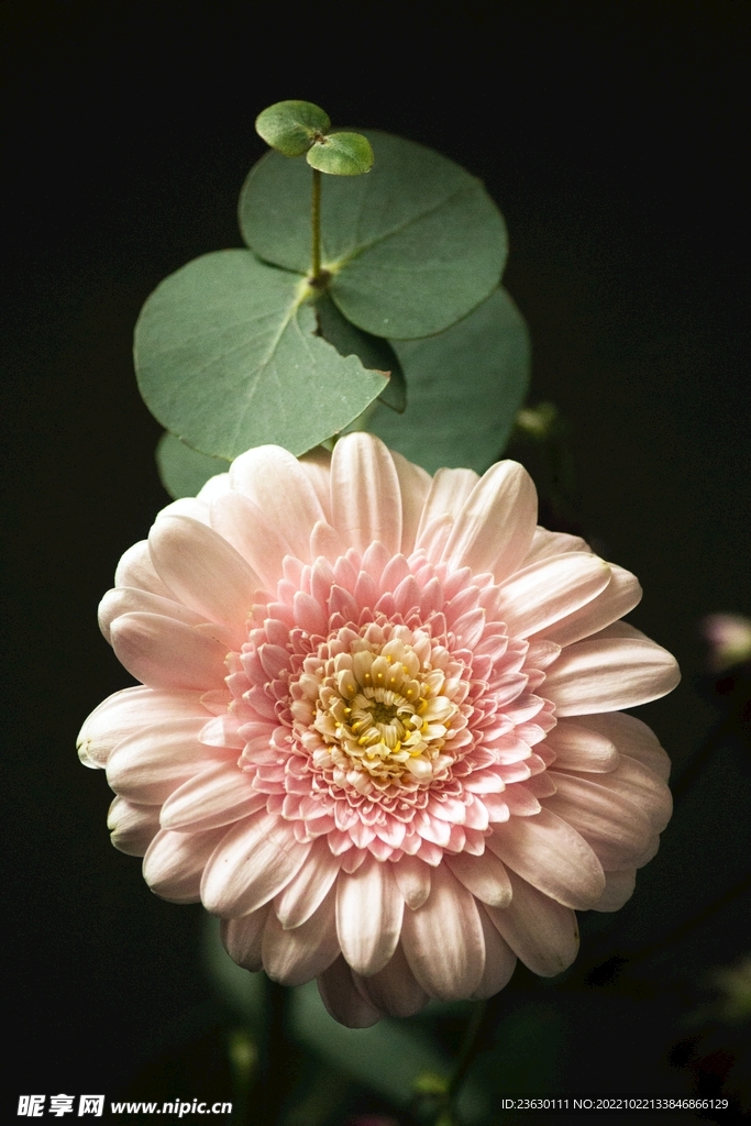 粉色的花