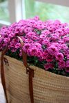 紫色菊花