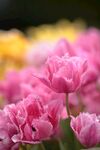 粉色的花