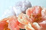 鲜花