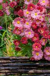 鲜花