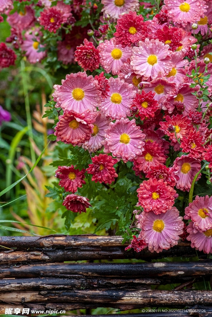鲜花