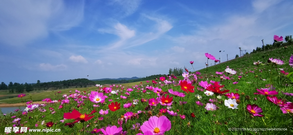 粉色花海 