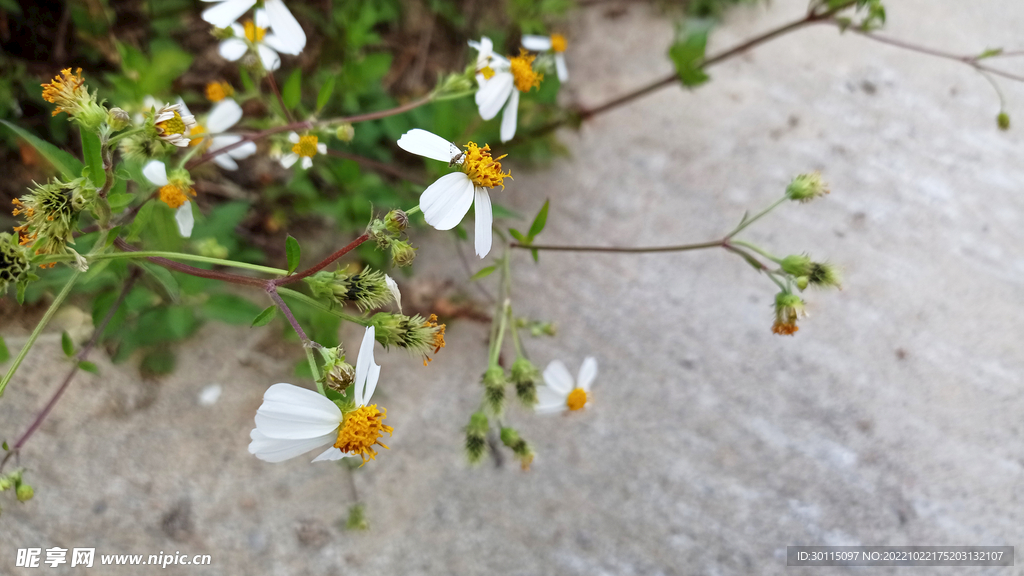 鬼针草花