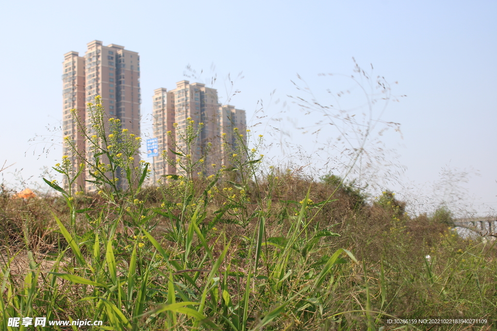 冬天的一株野草