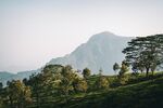 山