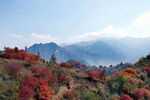 满山红叶