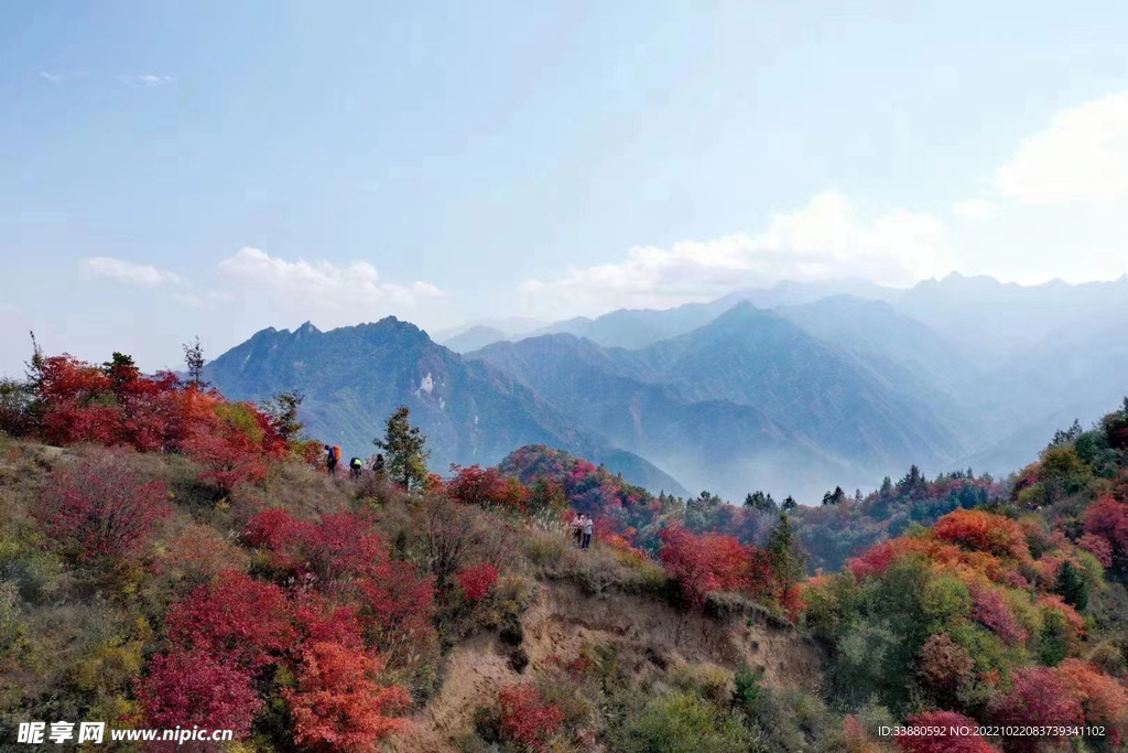 满山红叶