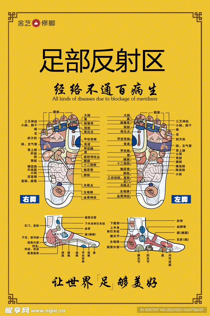 足部反射区