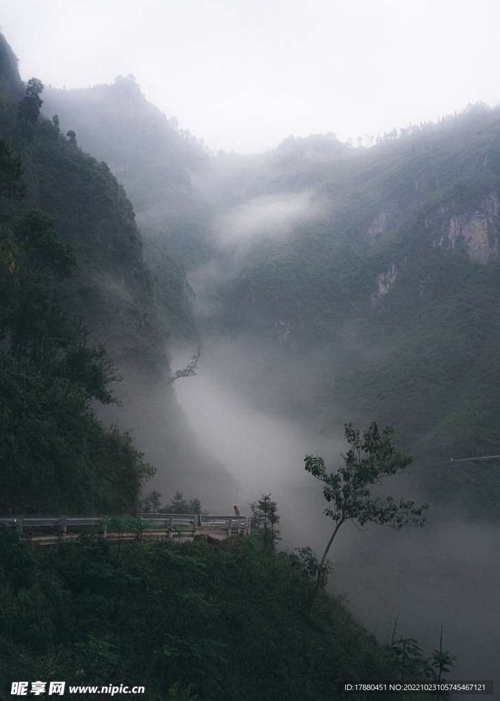 丛林 