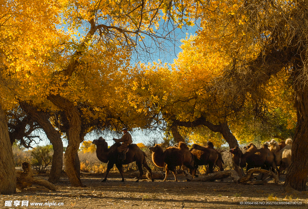 秋季驼队
