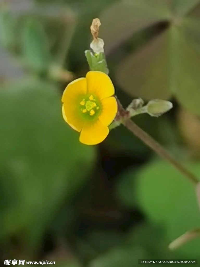 花
